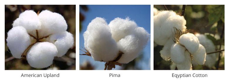 Introducing Pima and Egyptian Cotton